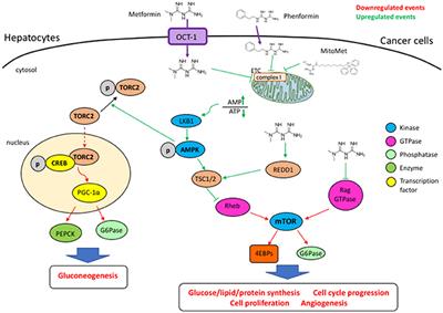 Metformin, an Anti-diabetic Drug to Target Leukemia